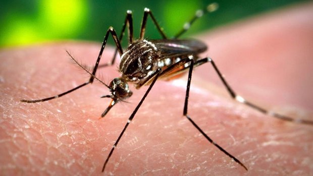 Com Wolbachia e prevenção, Balneário Camboriú reduz casos de dengue em 99,8%