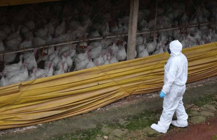 Doença de Newcastle em SC: vigilância cobre 1.680 propriedades