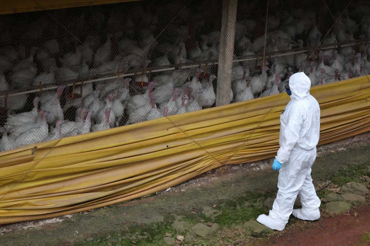 Doença de Newcastle em SC: vigilância cobre 1.680 propriedades