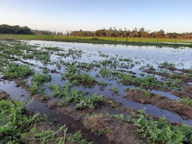 Epagri orienta produtor a reduzir perdas com El Niño em SC