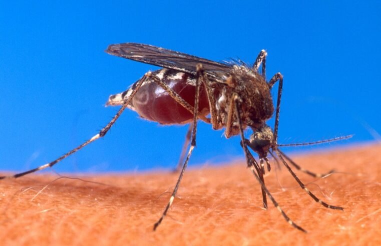 Fapesc apresenta resultados contra maruim e Aedes em 16/12