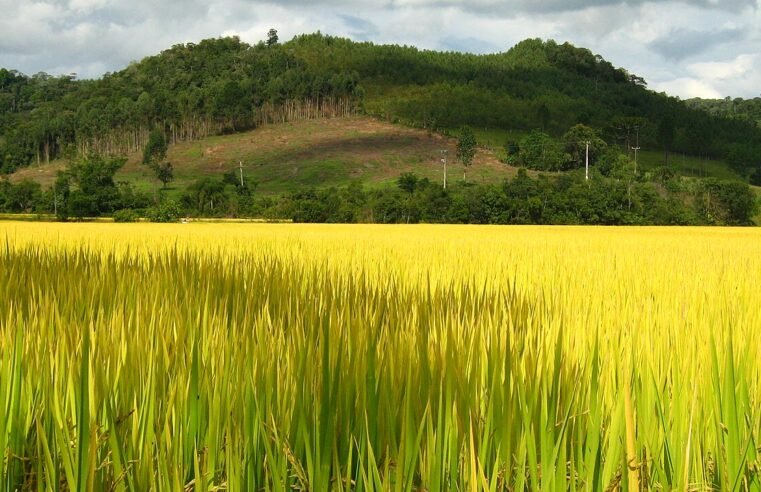 Epagri orienta produtores de SC a reduzir impactos do El Niño