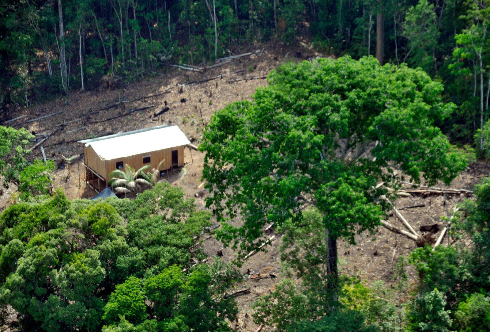 Holanda anuncia US$ 500 milhões para fundo de florestas criado pelo Brasil